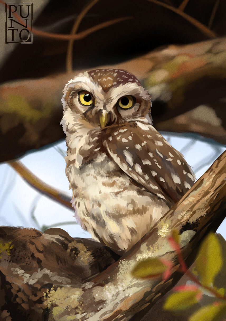 Spotted Owlet for Bird Whisperer challenge
